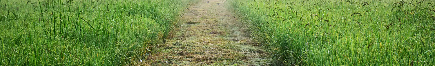 Stille og øde mark med træer i baggrunden